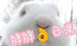 兔兔娱乐吃瓜,揭秘娱乐圈吃瓜背后的真相与趣味